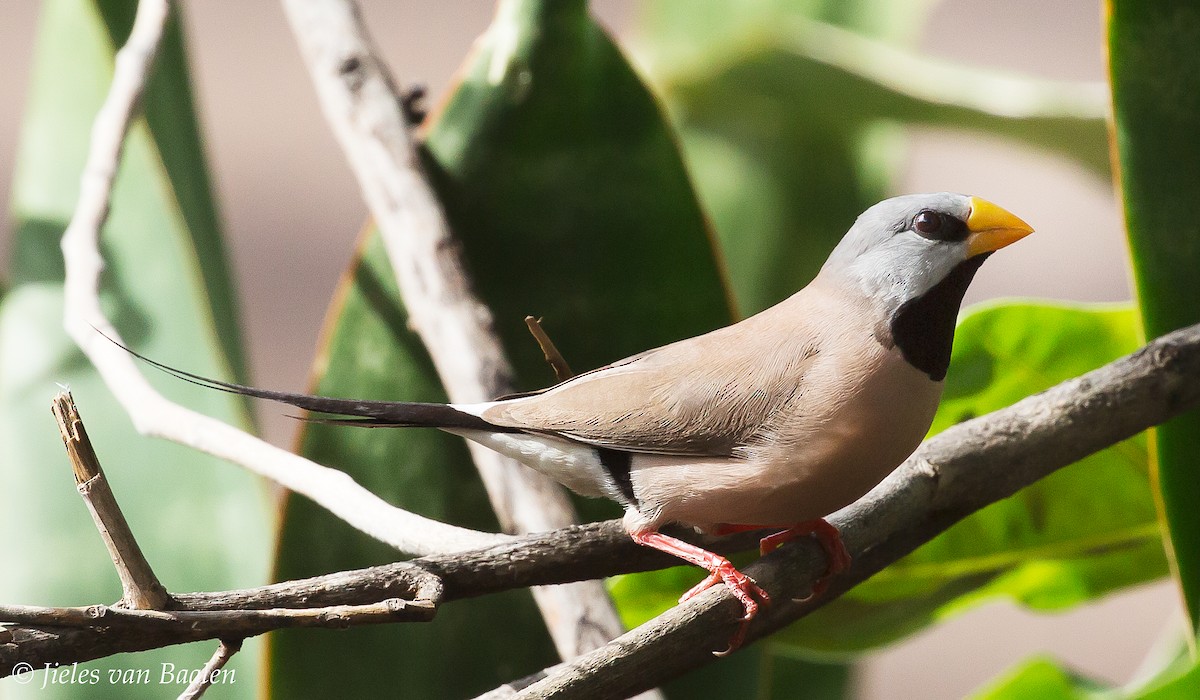 Long-tailed Finch - ML204705681
