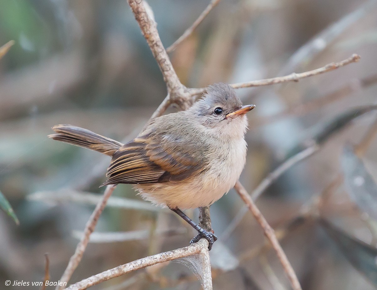 Southern Beardless-Tyrannulet (Peruvian) - ML204705701