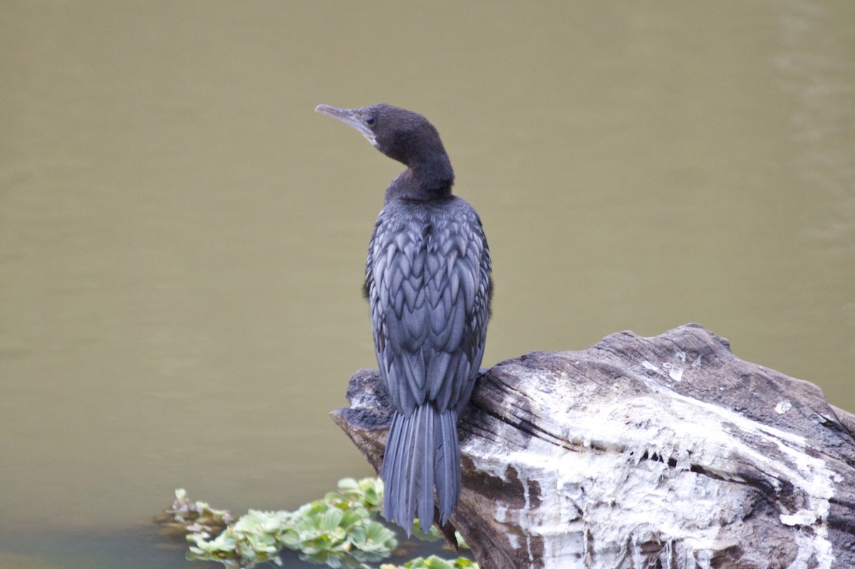 Little Cormorant - ML204706171