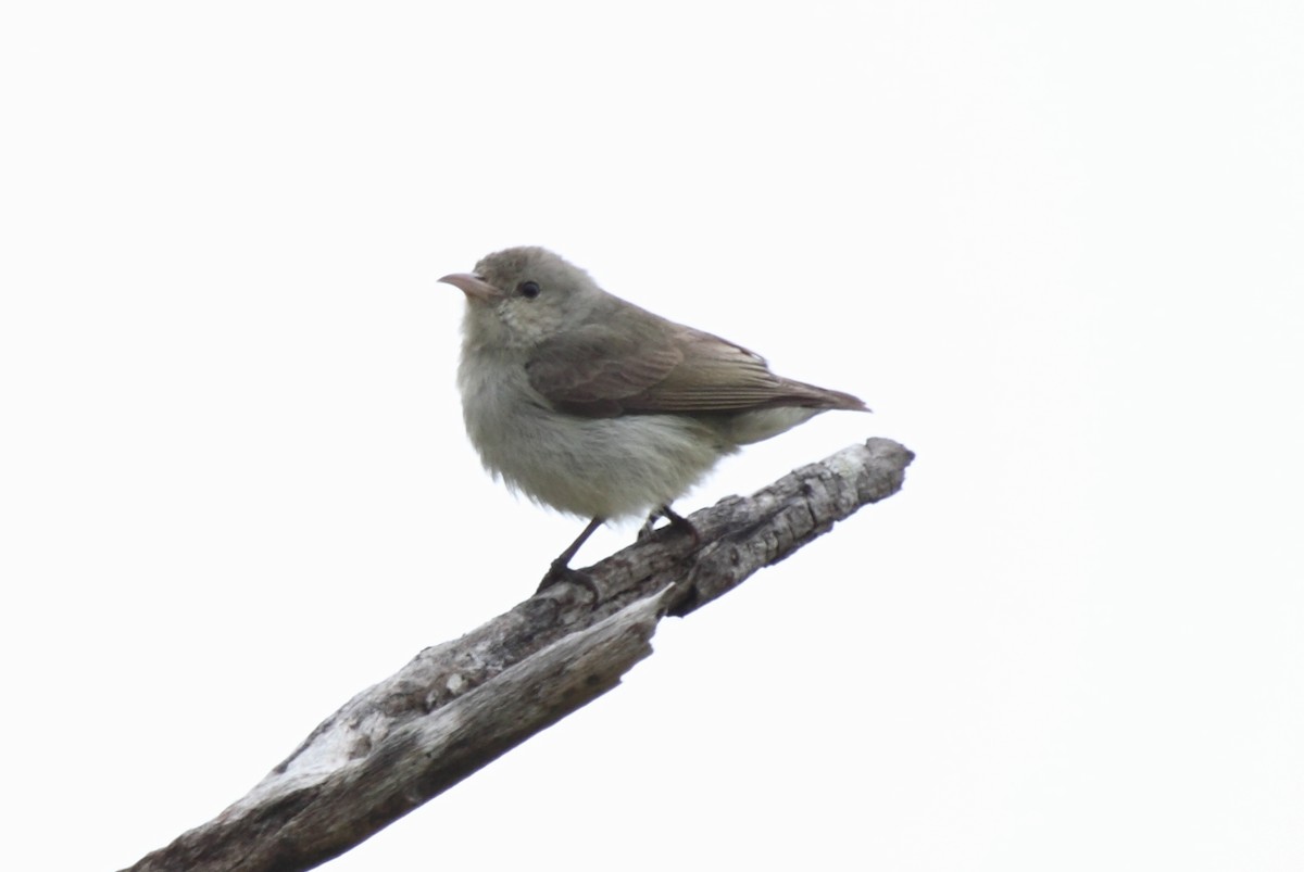 Pale-billed Flowerpecker - ML204706401
