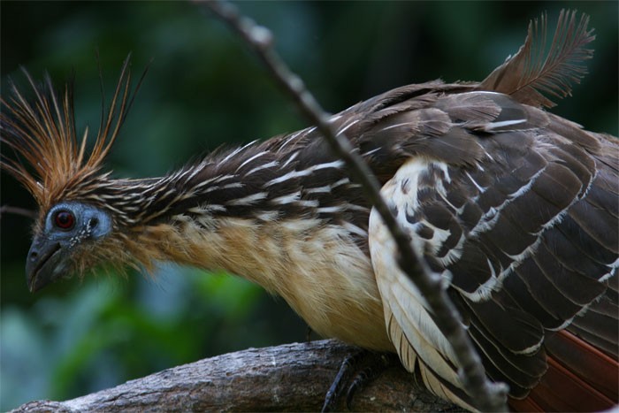 Hoatzin - ML204706731