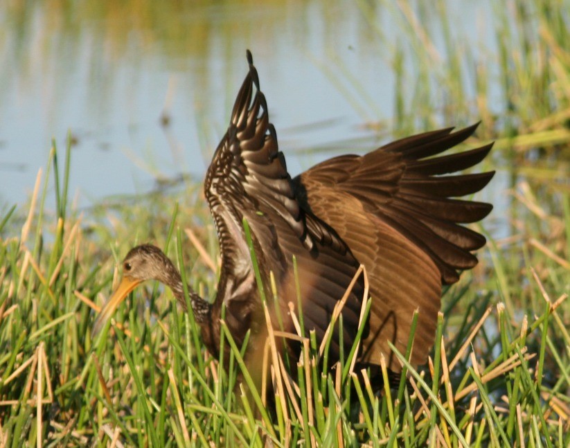 Limpkin (Brown-backed) - ML204706881