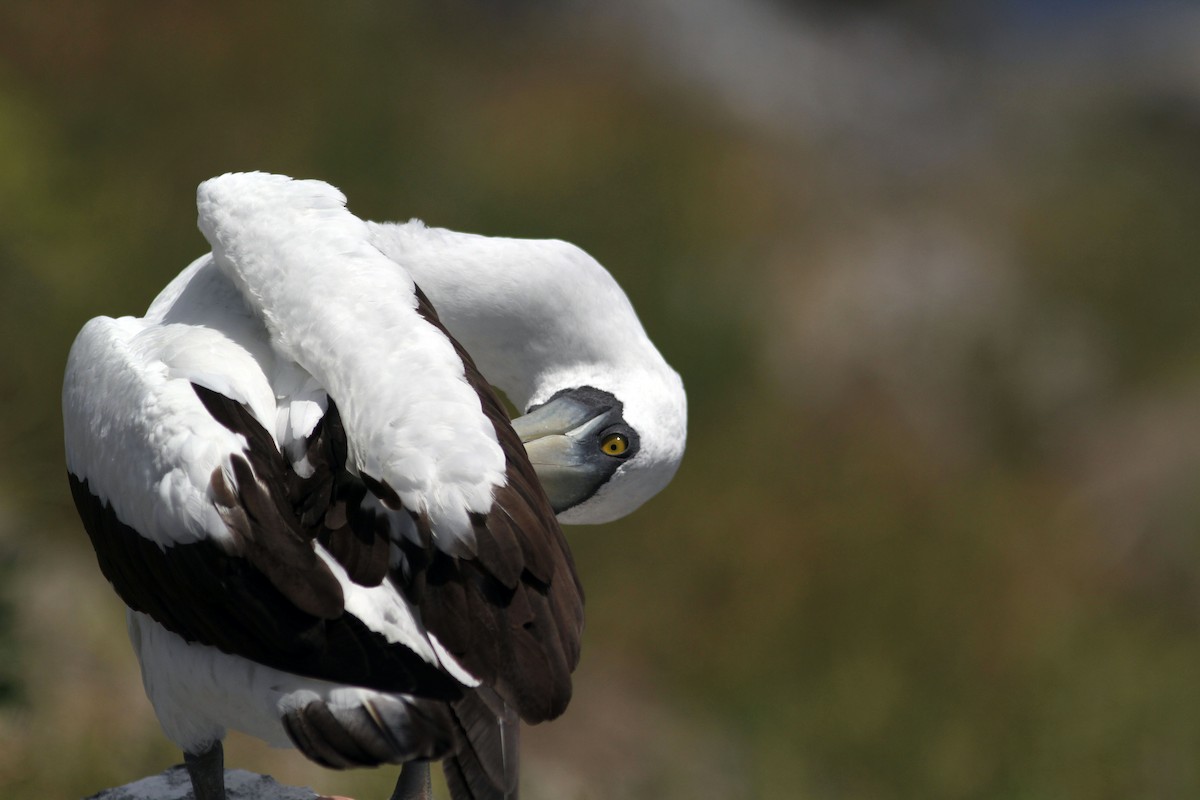 Masked Booby - Mikko Pyhälä