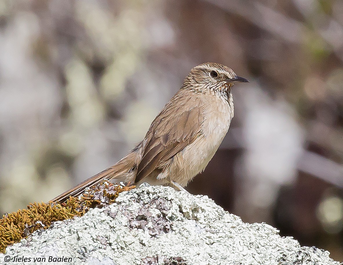 Streak-throated Canastero - ML204707571