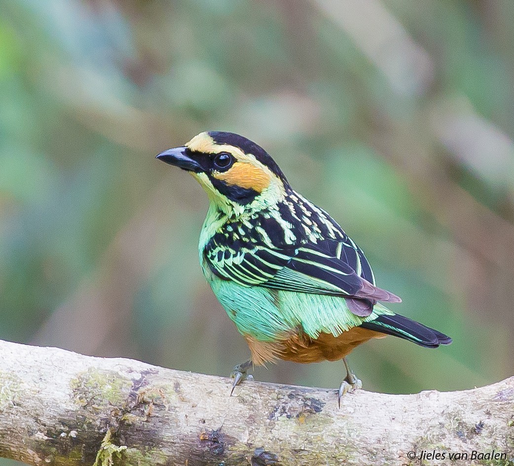 Golden-eared Tanager - Jieles van Baalen