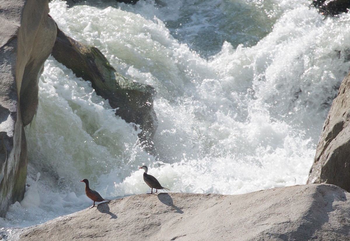 Torrent Duck - ML204707741