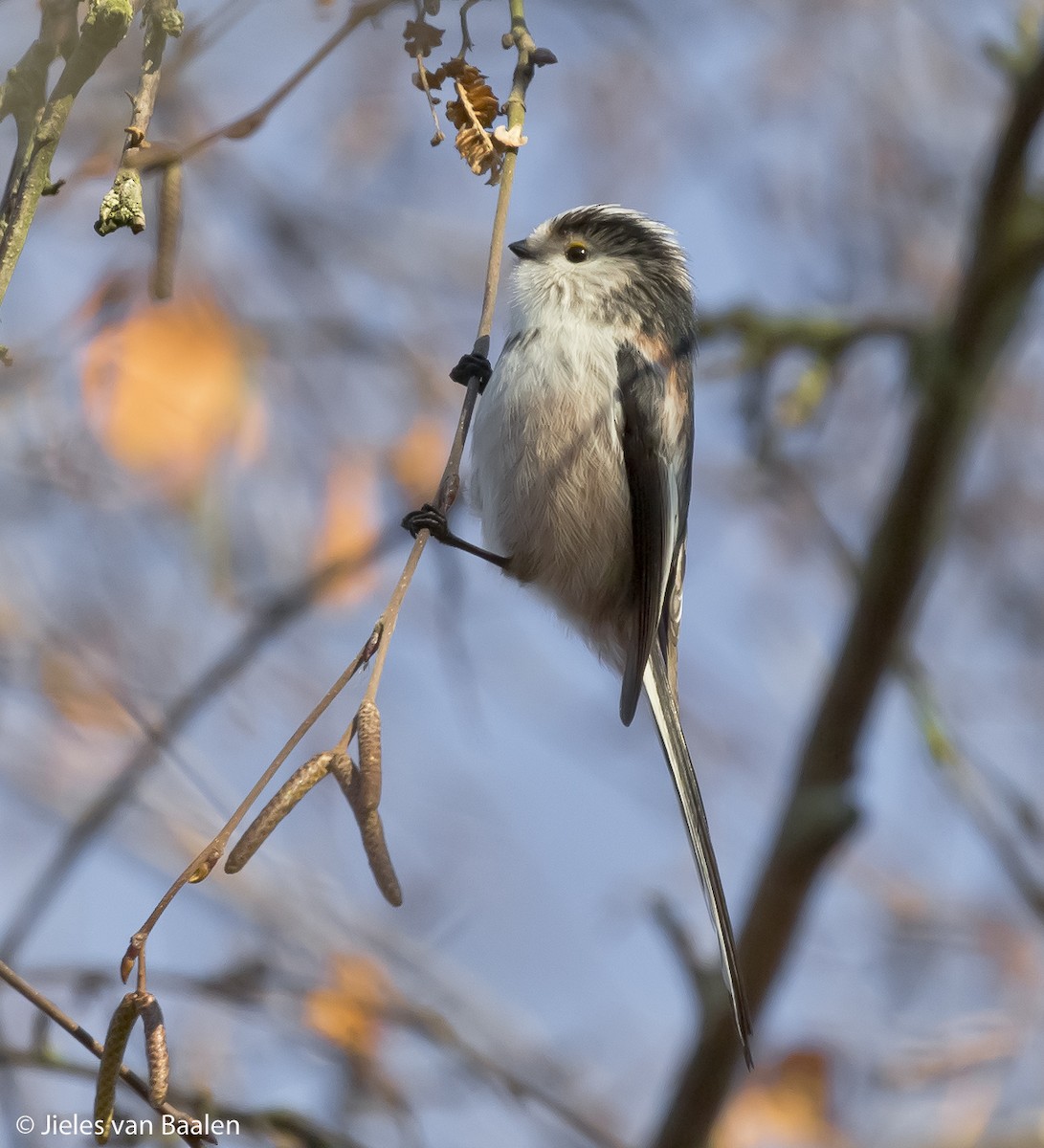 Long-tailed Tit (europaeus Group) - ML204707851