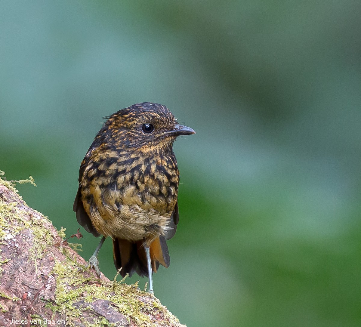 Mountain Robin-Chat (Mountain) - Jieles van Baalen