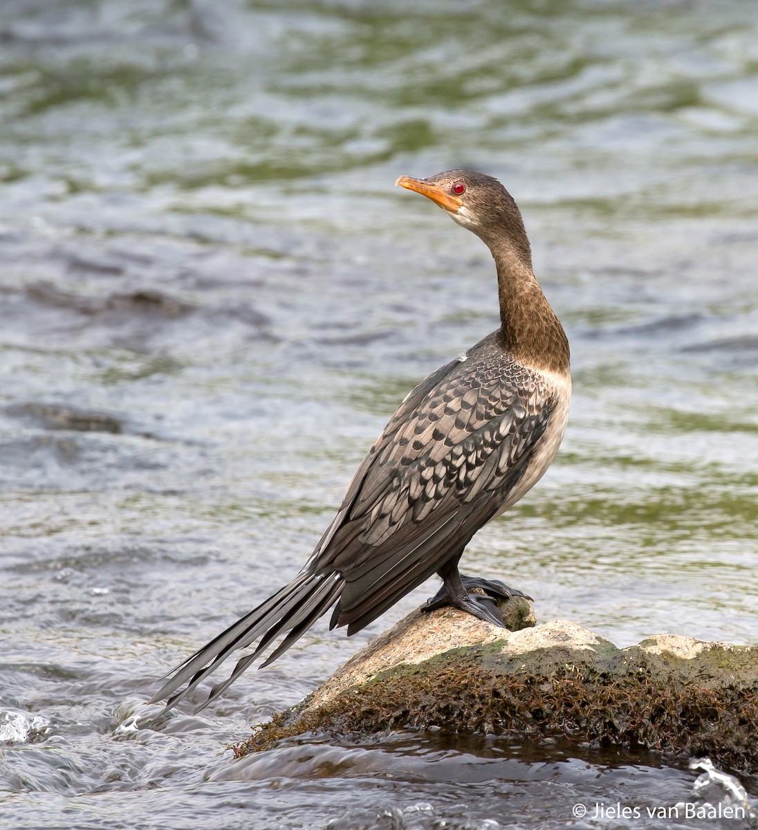 Long-tailed Cormorant - ML204707981