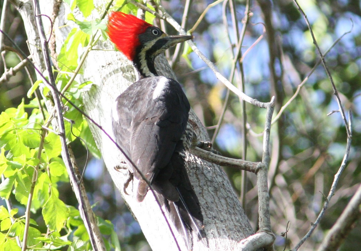 Lineated Woodpecker (Lineated) - ML204708781