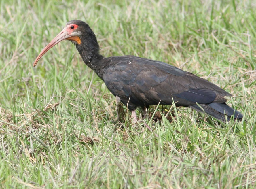 Sharp-tailed Ibis - Mikko Pyhälä