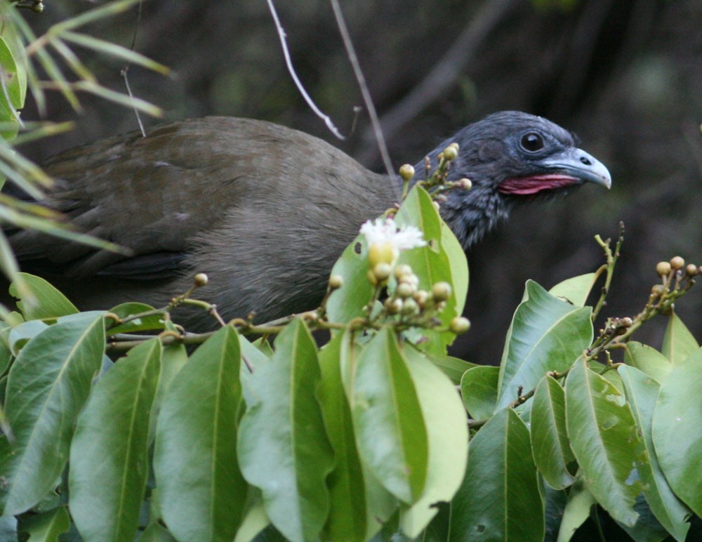 Rufous-vented Chachalaca (Rufous-tipped) - Mikko Pyhälä