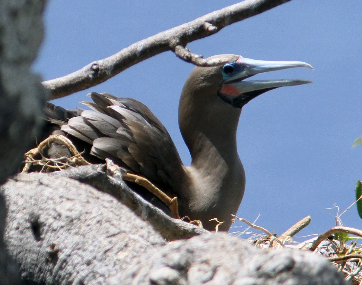 Red-footed Booby (Atlantic) - ML204709261