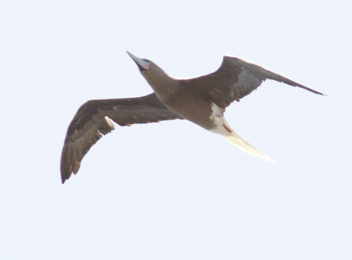 Red-footed Booby (Atlantic) - Mikko Pyhälä