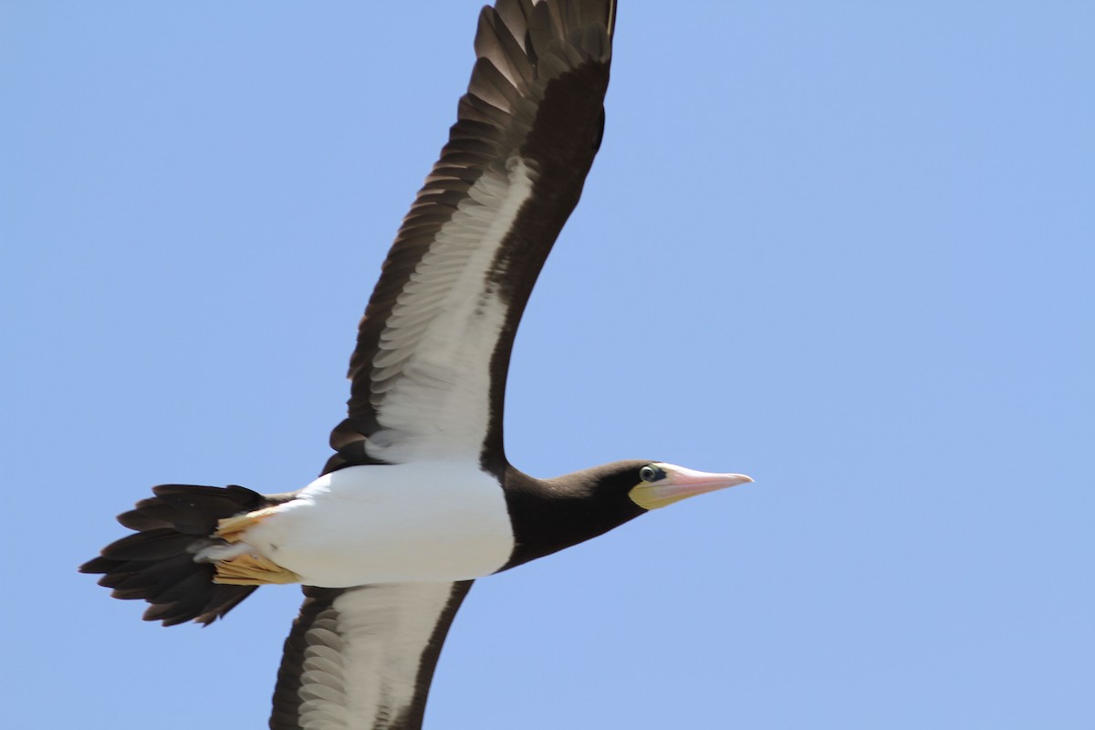 Brown Booby (Atlantic) - ML204709281