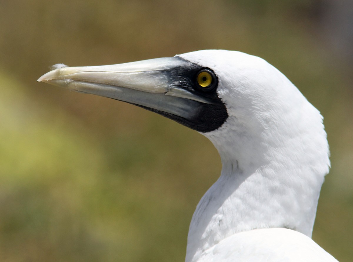 Masked Booby - Mikko Pyhälä