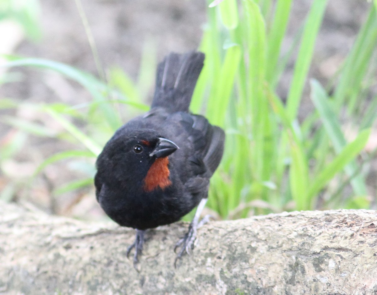 Lesser Antillean Bullfinch - ML204709421