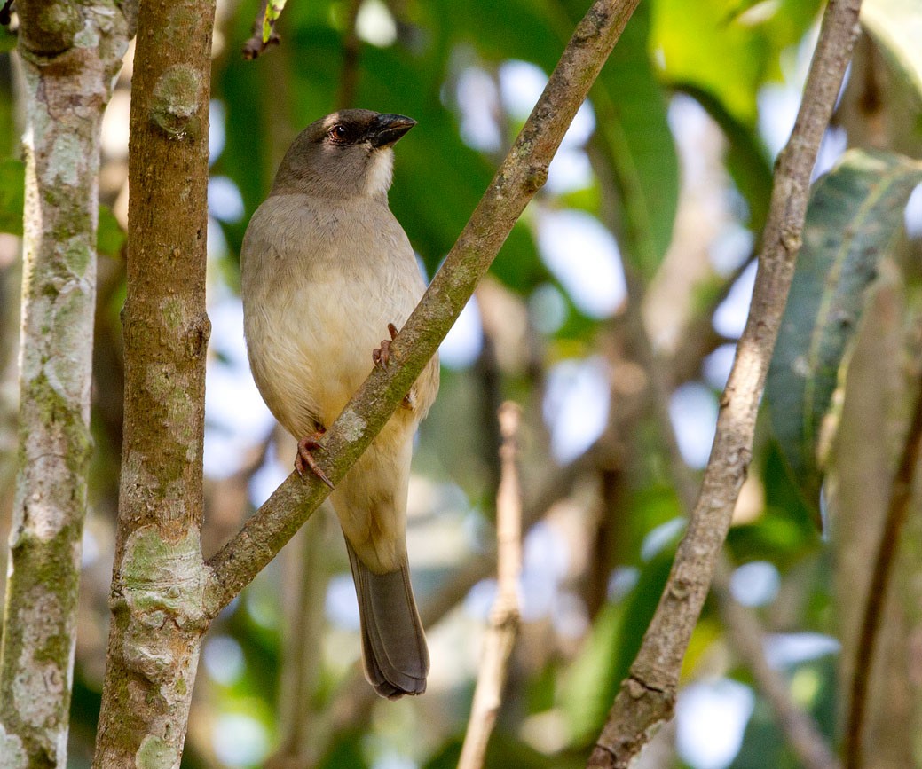 Northern Gray-headed Sparrow - ML204709541