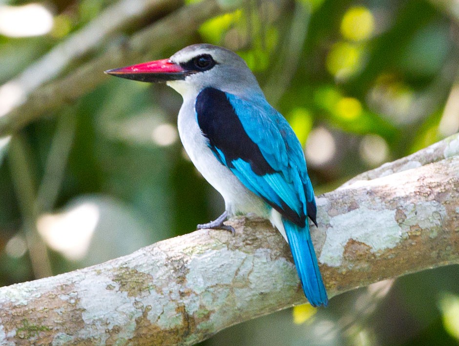 Woodland Kingfisher - Mikko Pyhälä