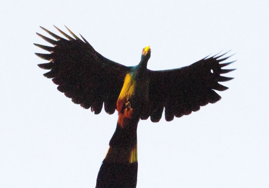 Great Blue Turaco - ML204709591