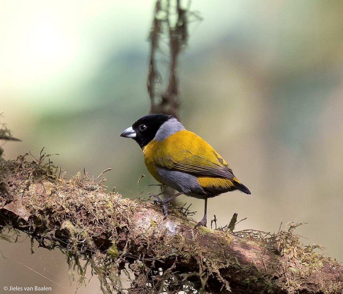 Shelley's Oliveback - Jieles van Baalen