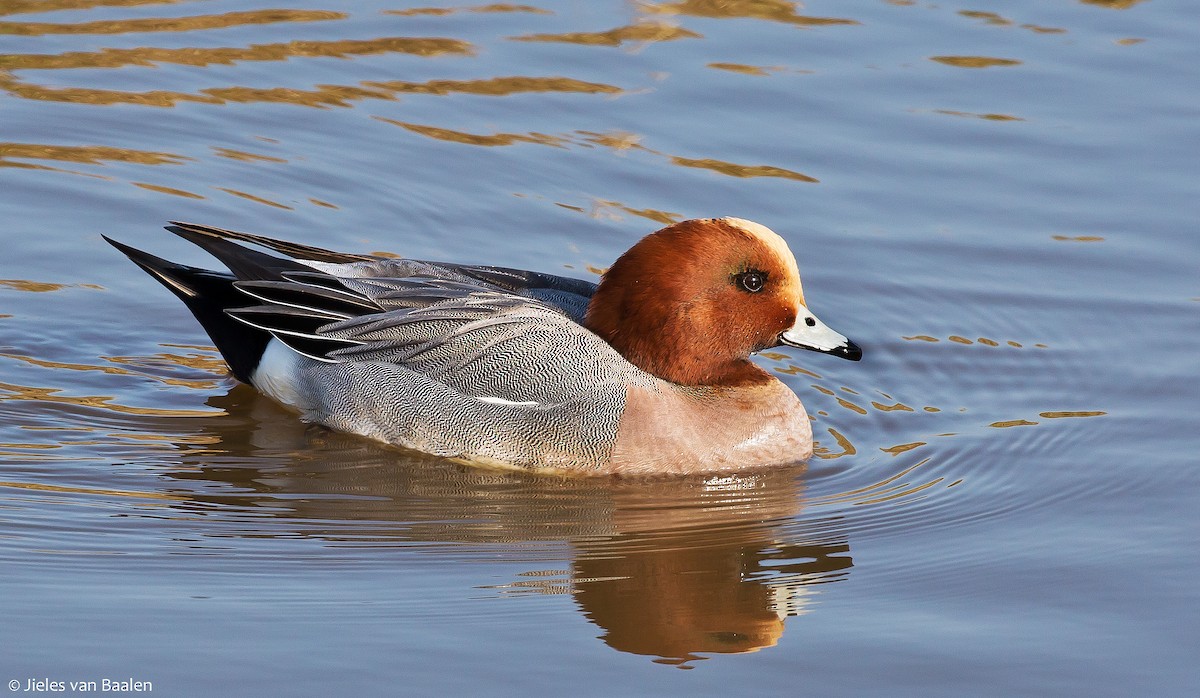 Eurasian Wigeon - ML204709861