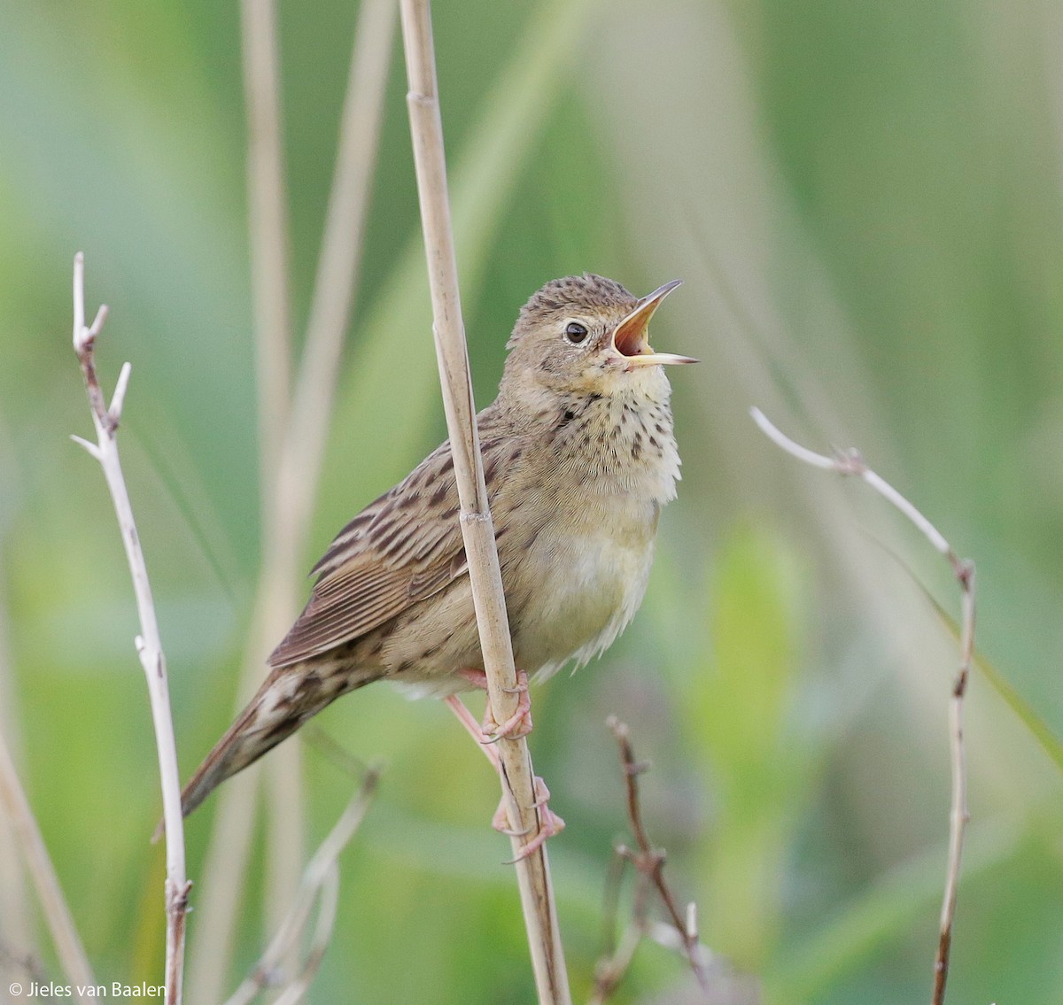 Common Grasshopper Warbler - ML204709971