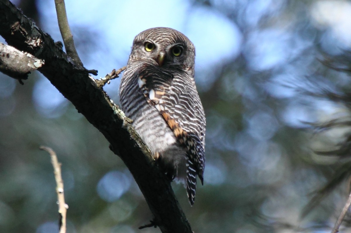 Jungle Owlet - ML204710531