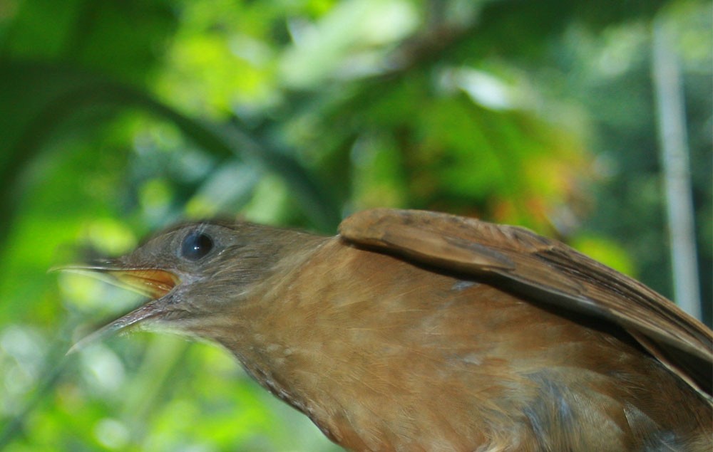 Merle cacao (groupe fumigatus) - ML204711011