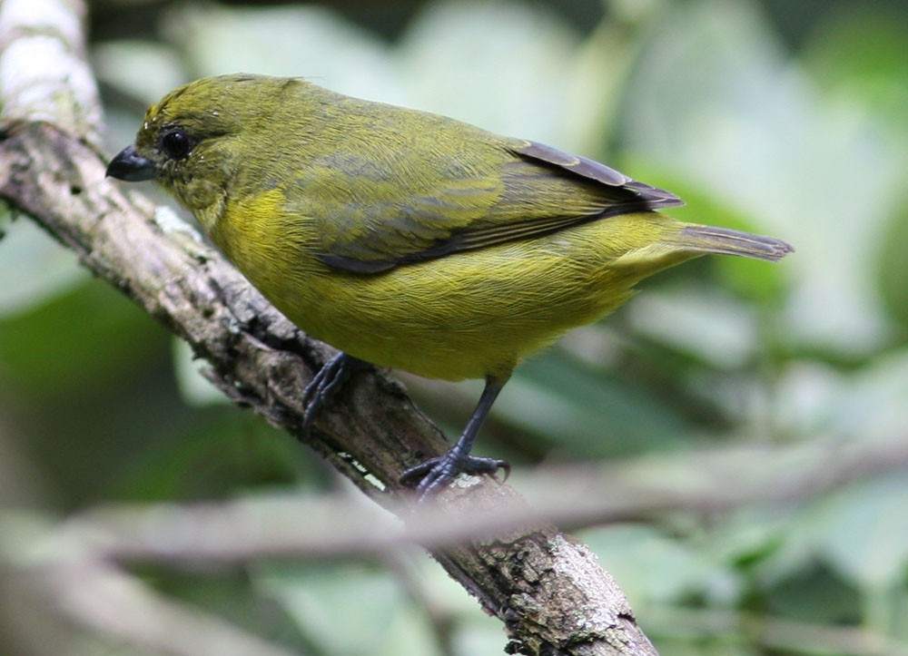 Thick-billed Euphonia (Black-tailed) - ML204711041