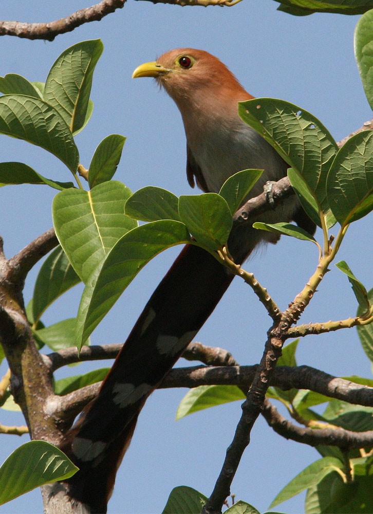 Squirrel Cuckoo (Amazonian) - Mikko Pyhälä