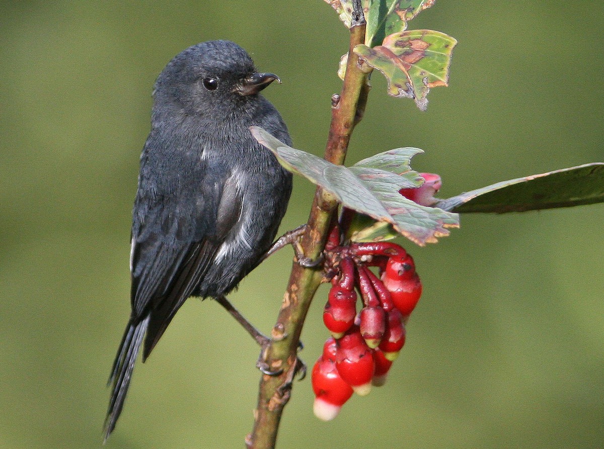 Pinchaflor Flanquiblanco - ML204711351