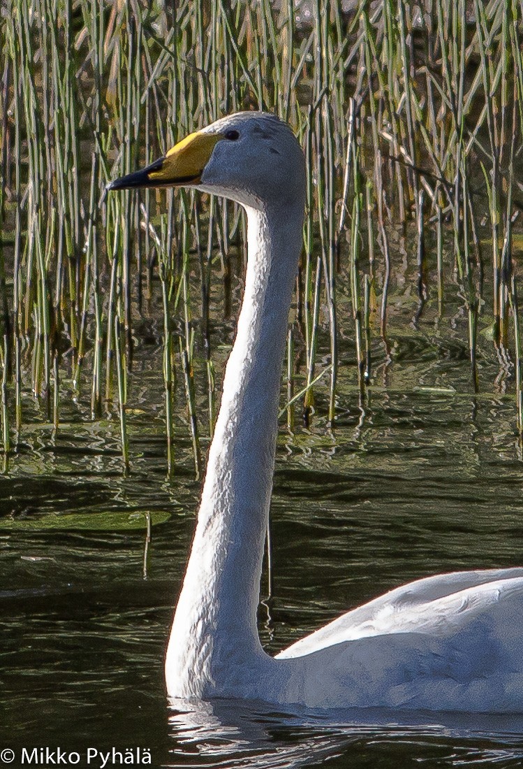 Whooper Swan - ML204711481