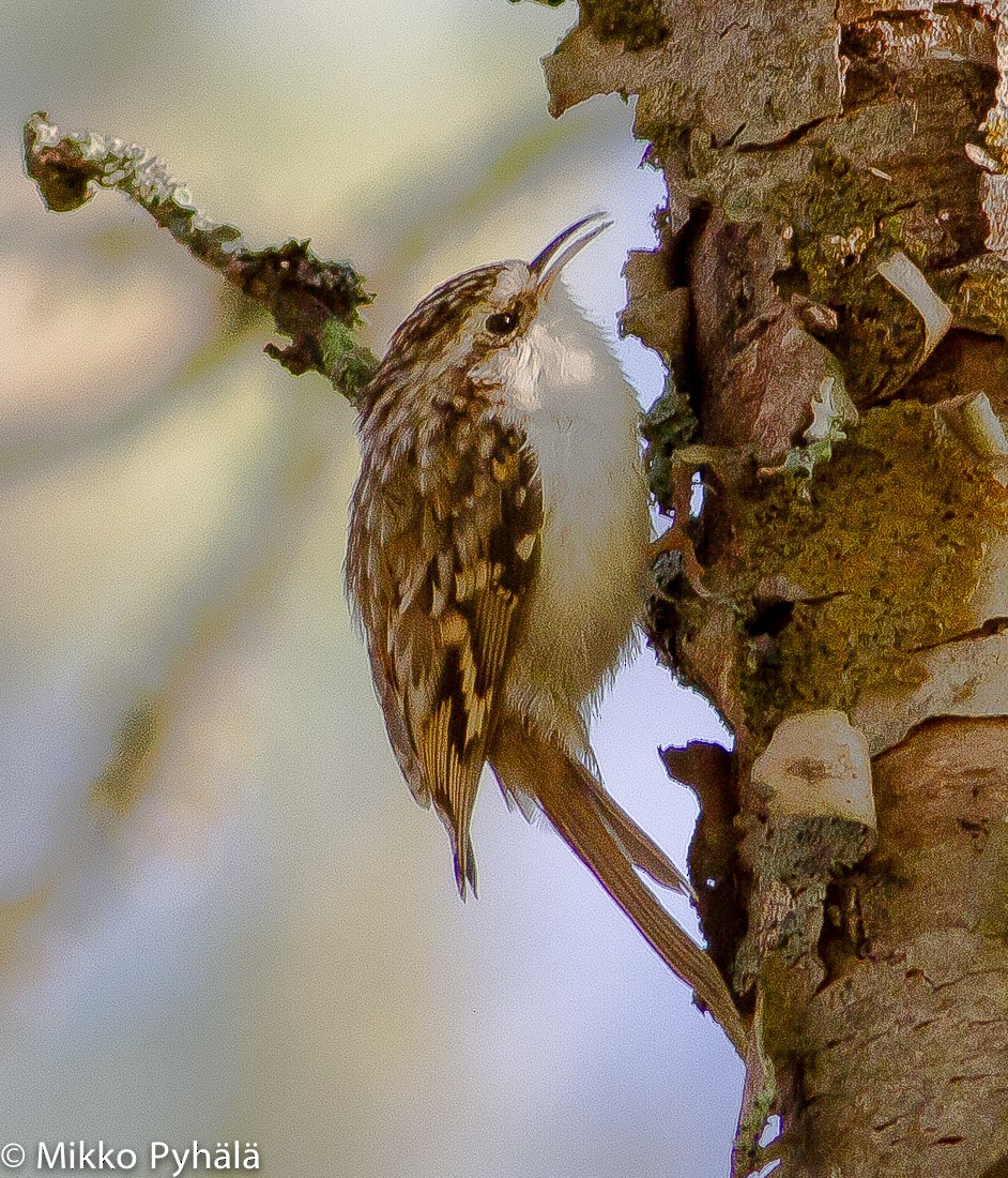 Eurasian Treecreeper - ML204711491