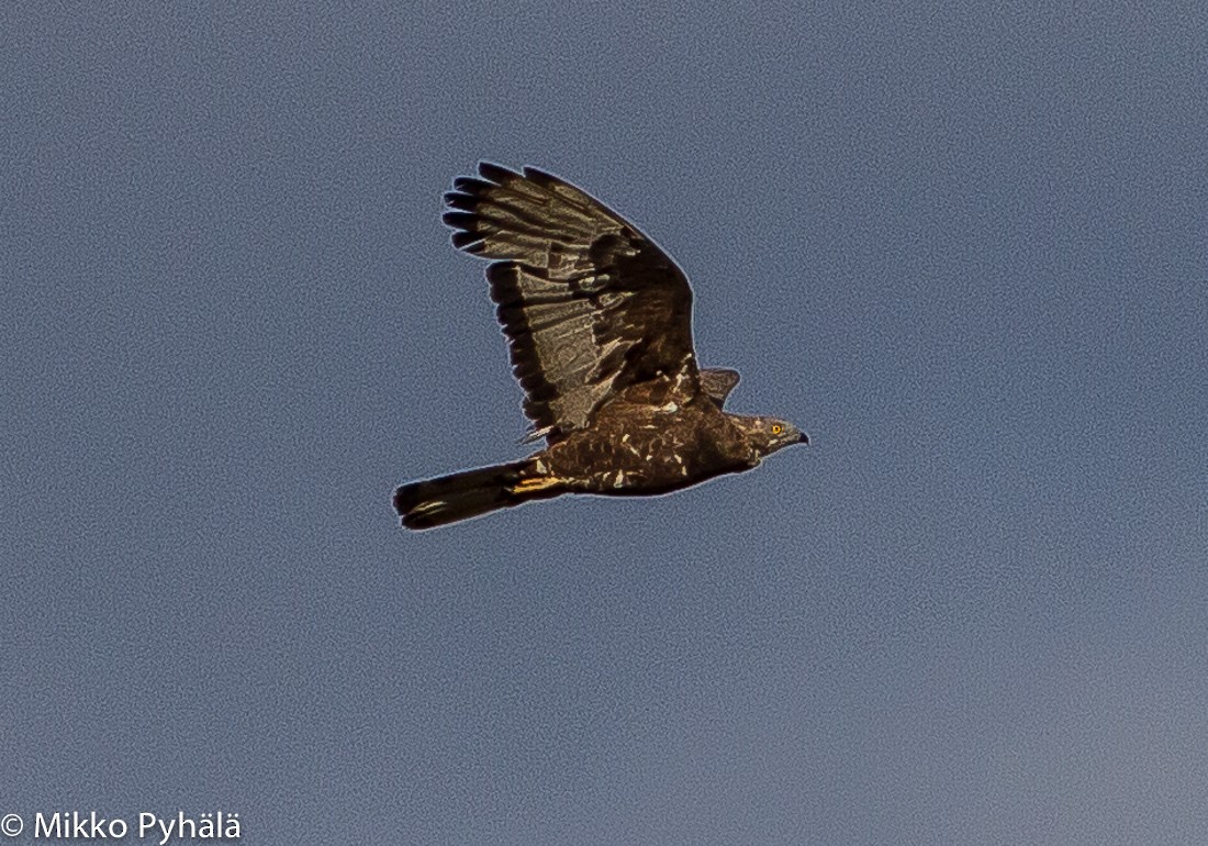 European Honey-buzzard - ML204711501