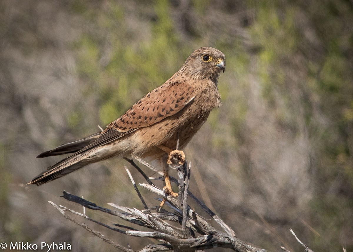 Rock Kestrel - ML204711671