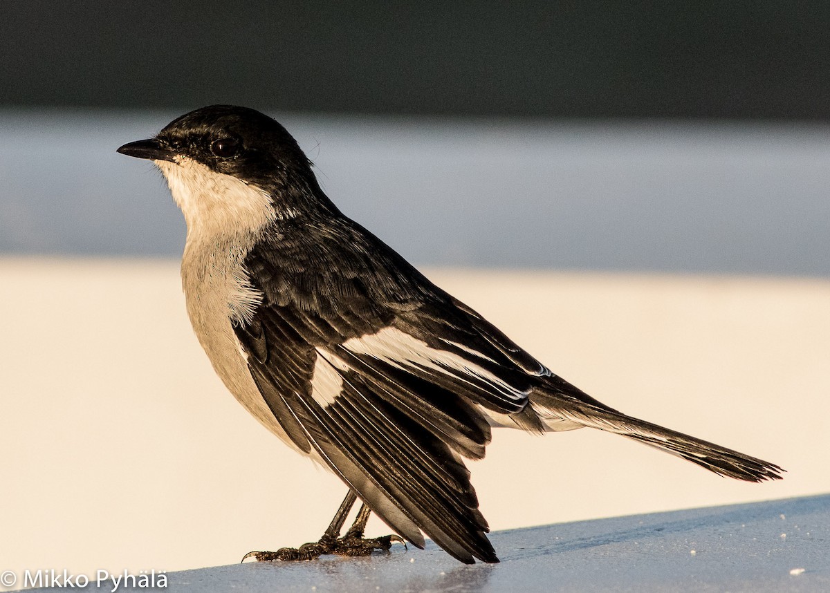 Fiscal Flycatcher - ML204711861