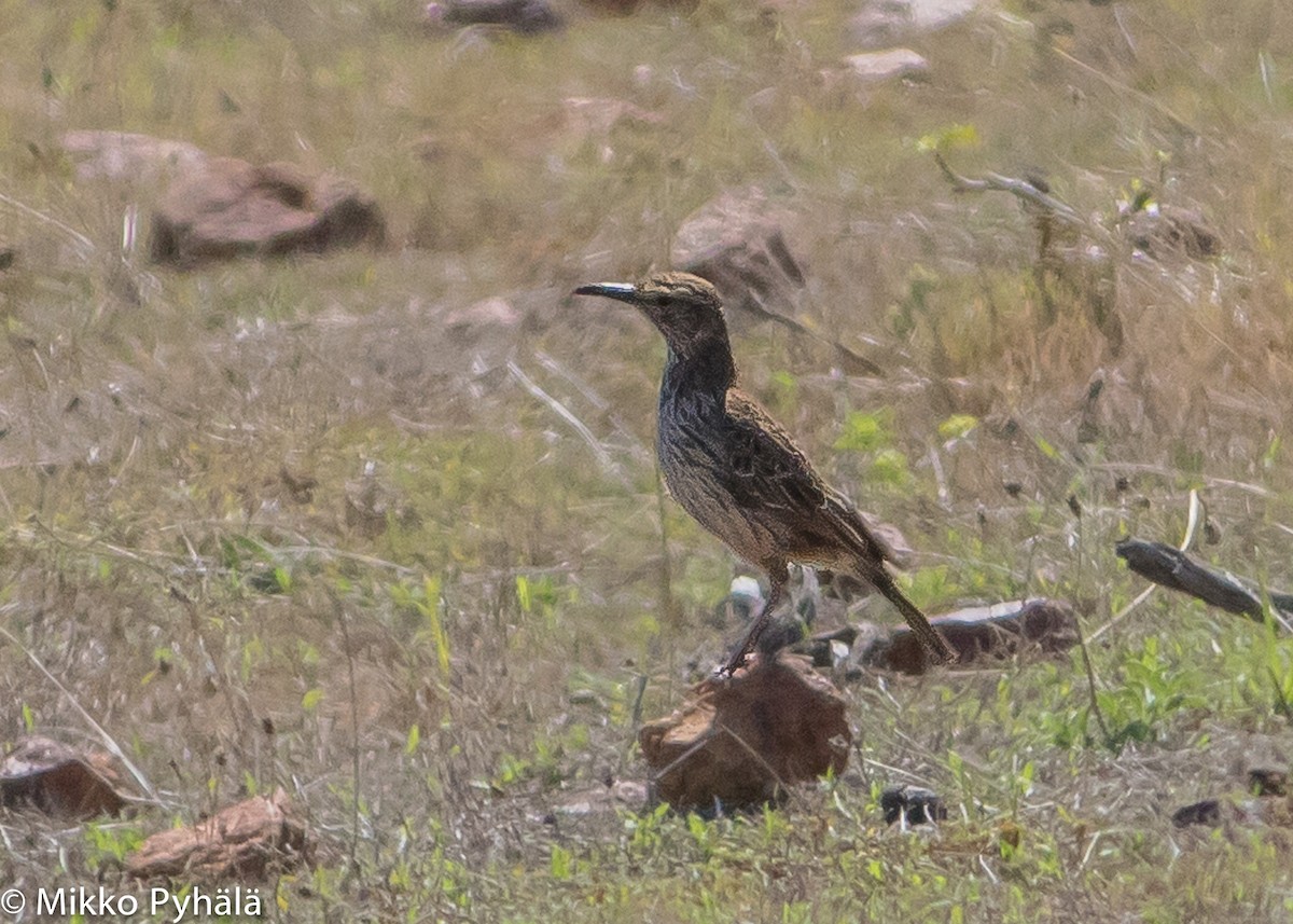 Cape Lark (Agulhas) - ML204711921