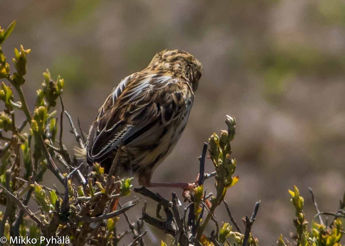 Cloud Cisticola (Cape) - ML204711941