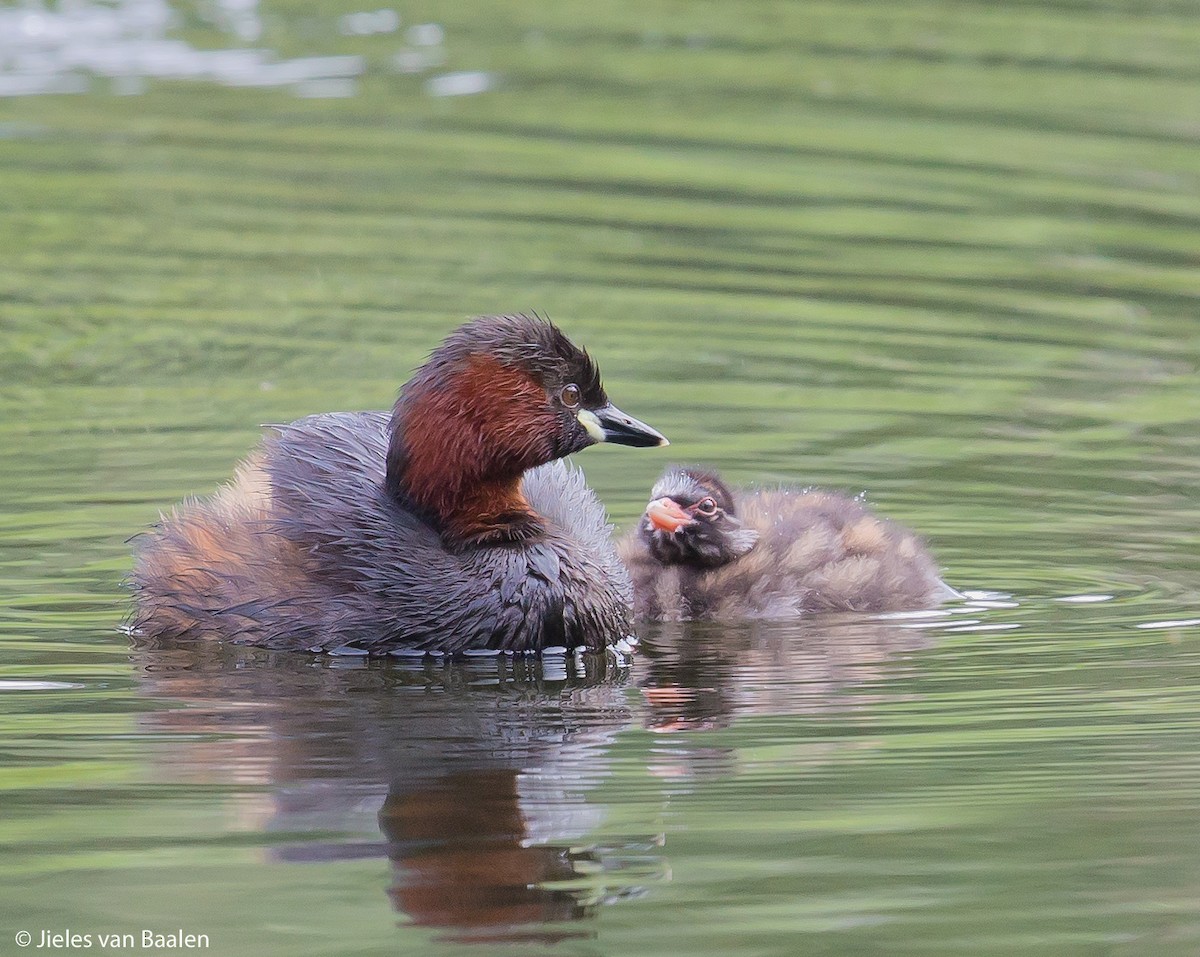Little Grebe (Little) - ML204712111