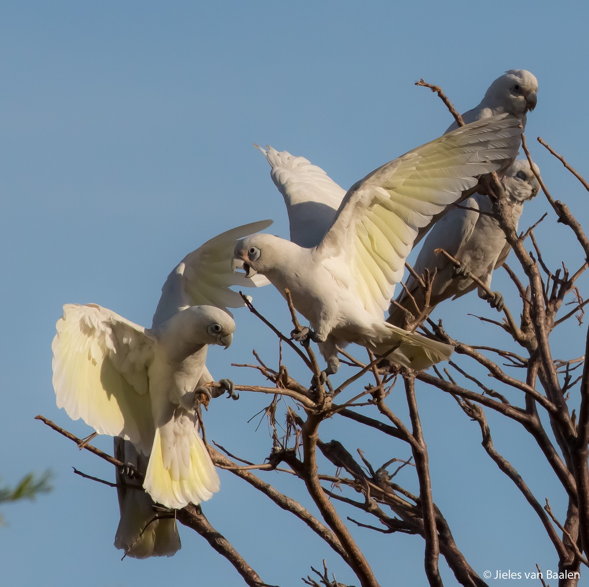Little Corella - ML204712221