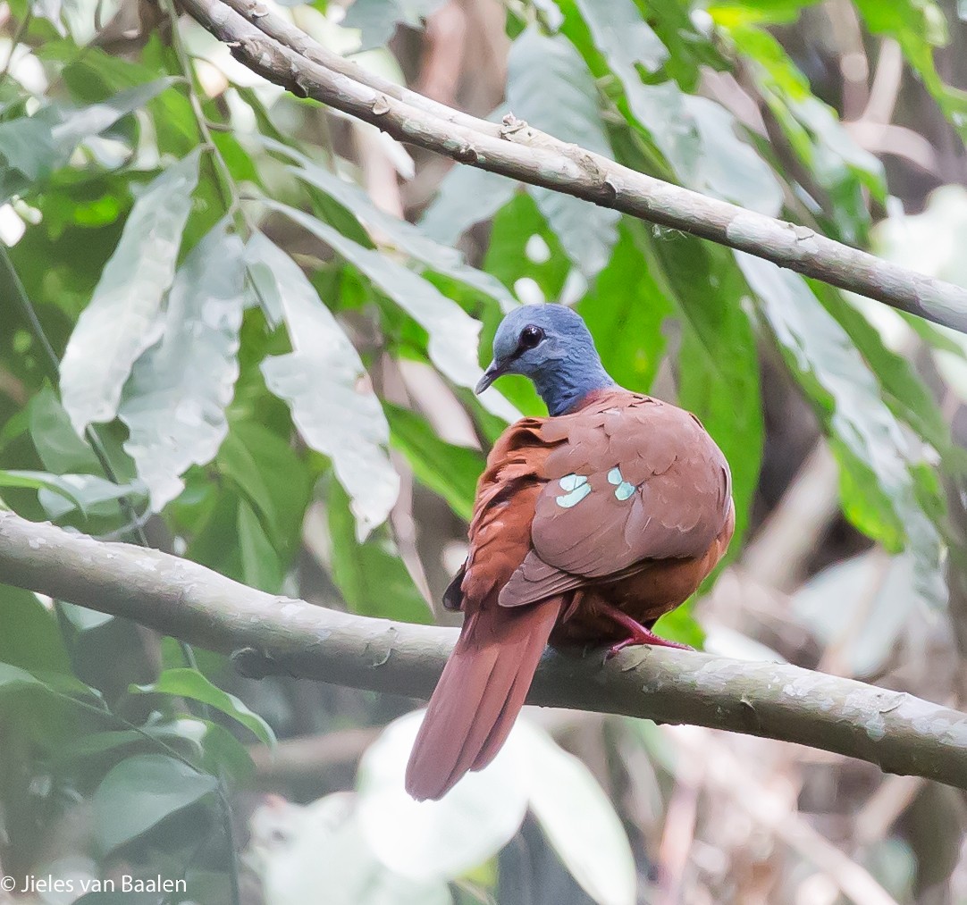 Blue-headed Wood-Dove - ML204712281