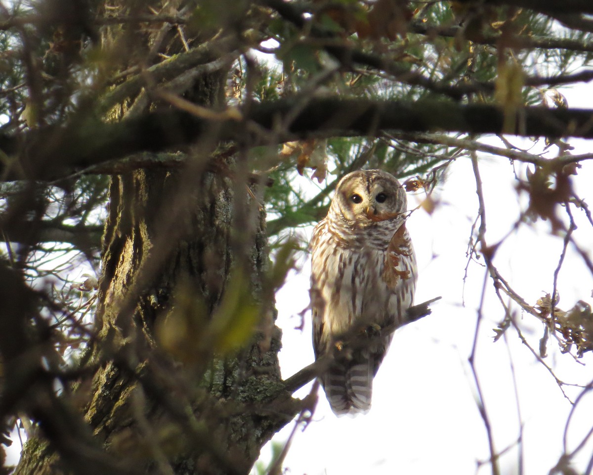 Barred Owl - ML20471231