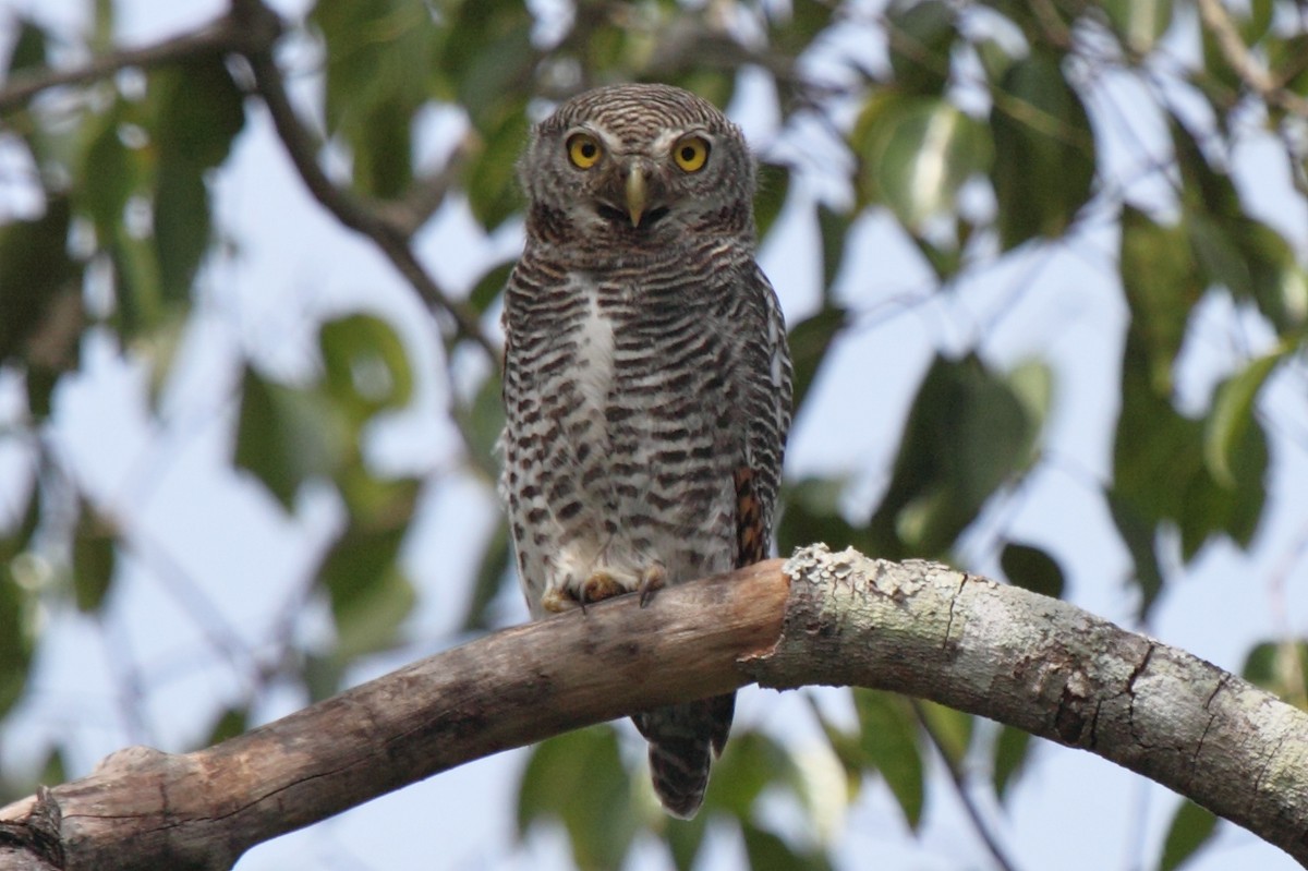 Jungle Owlet - ML204712381