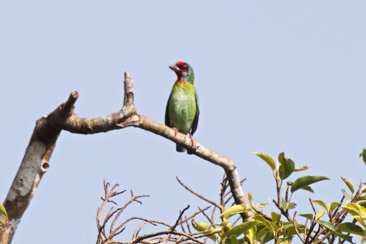 Malabar Barbet - Vasanthan Panchavarnam