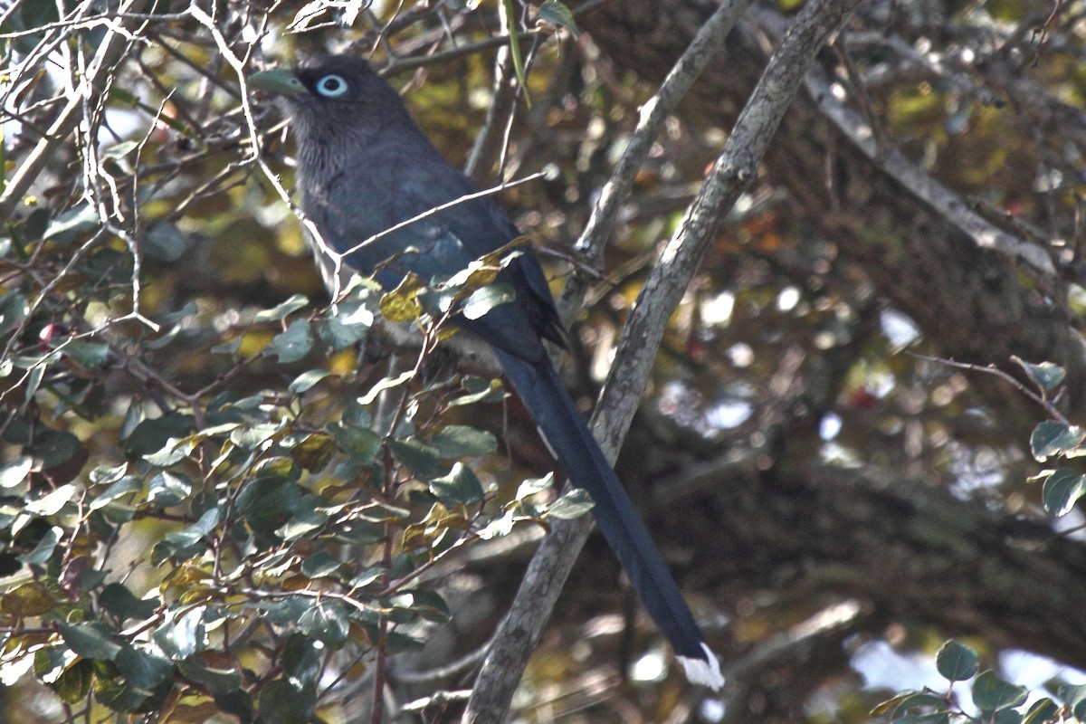 Blue-faced Malkoha - ML204712741