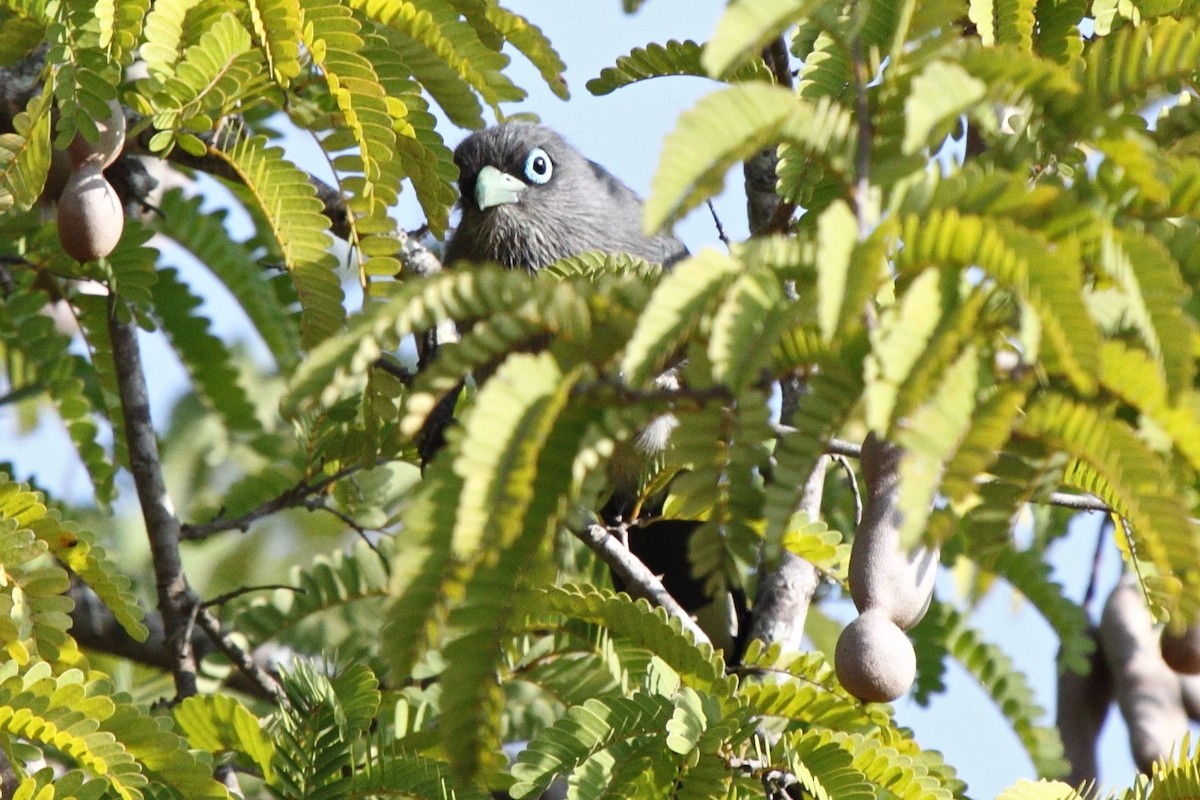 Blue-faced Malkoha - ML204712751