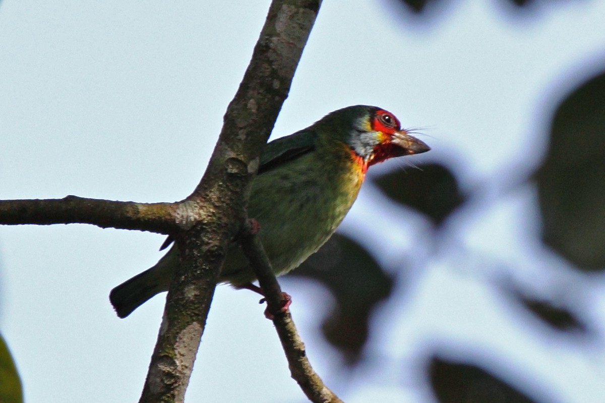 Malabar Barbet - ML204712851