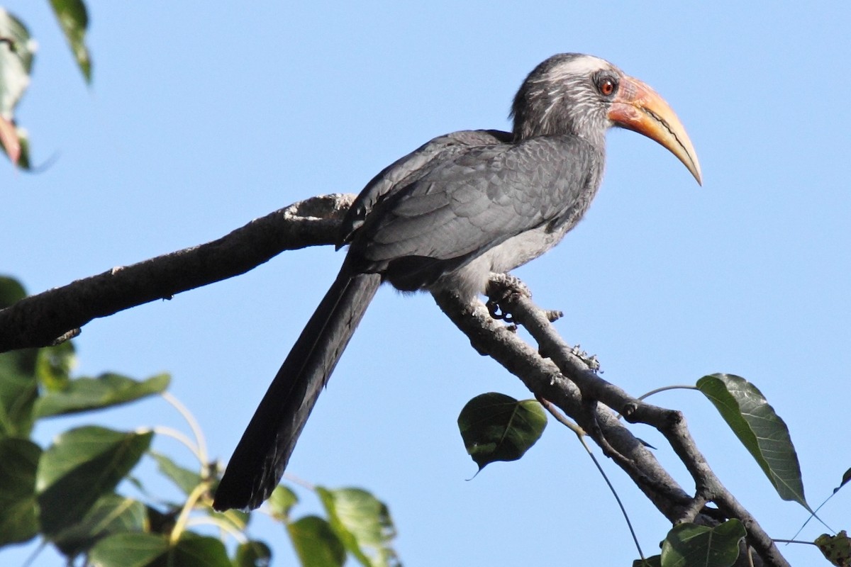 Malabar Gray Hornbill - ML204712961