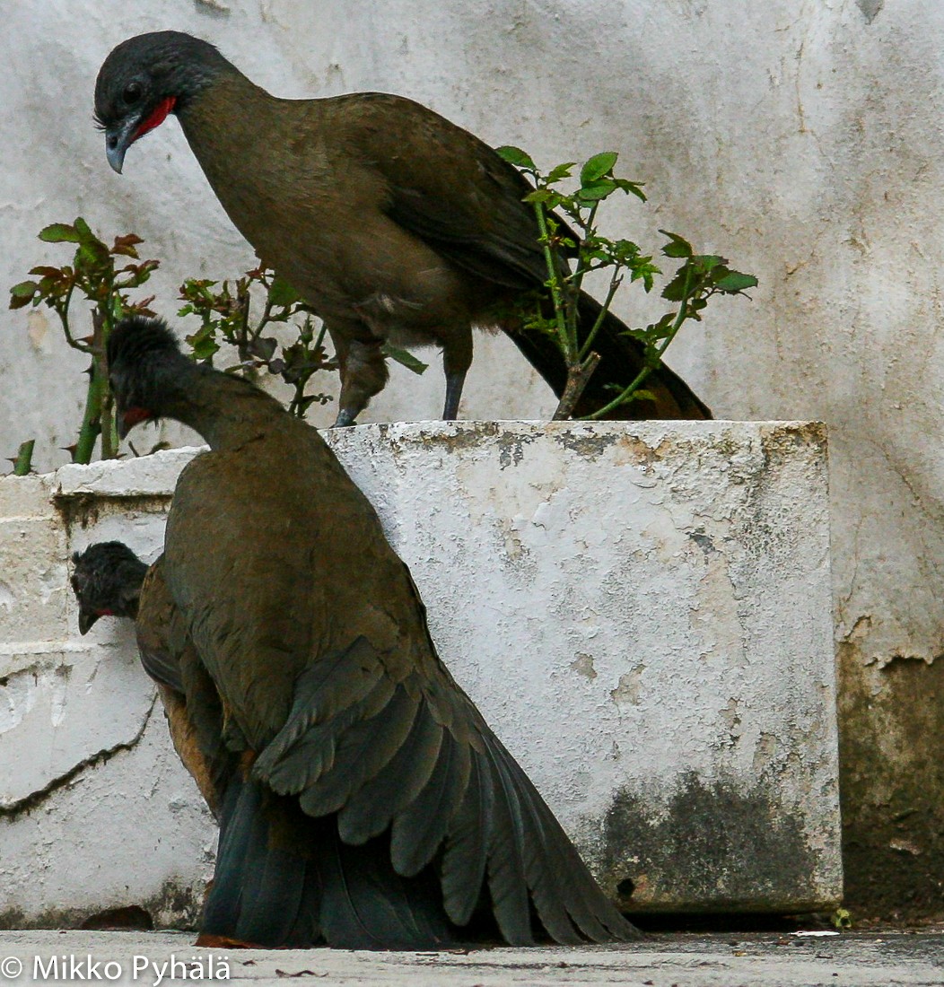 Rufous-vented Chachalaca (Rufous-tipped) - ML204713241